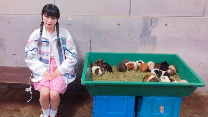 Ling Ling Guinea Pig